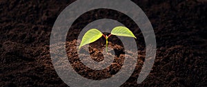 young green plant growing in fertilized soil banner, green sprout and new life concept