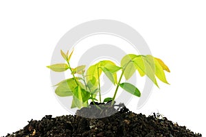 Young green plant growing from pile of soil isolated on white ba