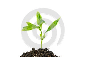 Young green plant growing from pile of soil isolated on white ba