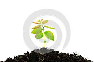 Young green plant growing from pile of soil isolated on white ba