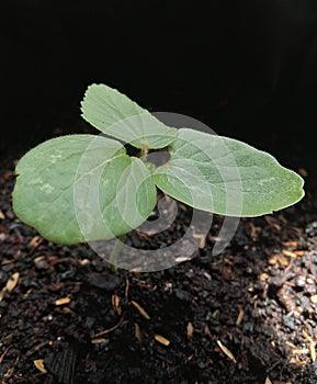 Young green plant growing at sunlight in the garden.