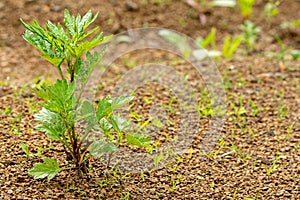 Young green plant grows through the rocky ground