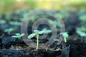 Young green plant. New hope and New life concept. On baby young green sunflower plant growth background with copy space.