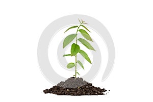 Young green plant on the soil ,on white background