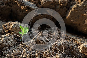 Young green plant tries to grow up from dry sand. Hope concept.