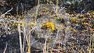 Young green plants growing up. Weeds on dry ground. Video. Green grass and dry grass. Dirt and pebbles, some hayes and