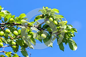 Young green plum fruit on a tree, blue sky background