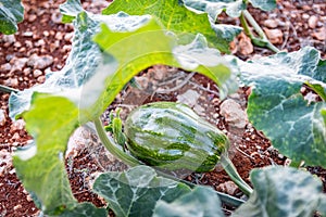 Young green pumpkin growing on farm