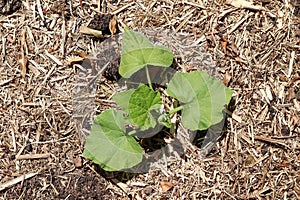 Young green pumpkin plant on straw bed of mulch viewed from above