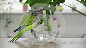 A young green Quaker parrot drinks water and bathes with a glass bowl