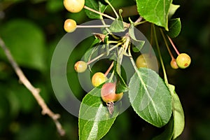 Young green Ranet on a branch photo