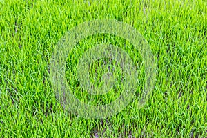 Young green rice field texture