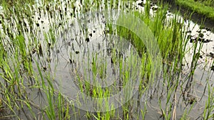 Young green rice in muddy water on a farm field