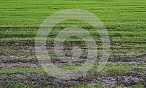 Young green rice plant on field