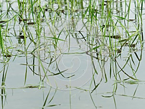 Young green rice plant with reflection in close up in Ayutthaya province, central part of Thailand