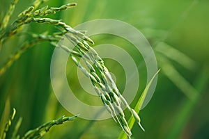 Young green rice plants in the field