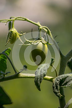 Young Green Roma Tomato on Plant