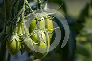 Young Green Roma Tomatoes on Plant