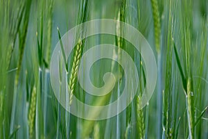 Young green rye in a field macro.  Secale Cereale