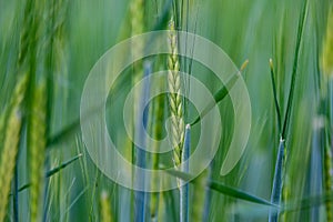 Young green rye in a field macro.  Secale Cereale