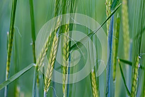 Young green rye in a field macro.  Secale Cereale