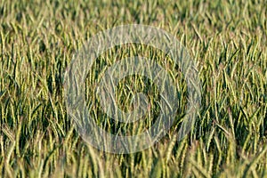 Young (green) rye field. Selective focus. Prefect for background