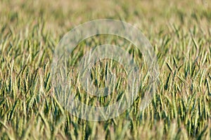 Young (green) rye field. Selective focus. Prefect for background