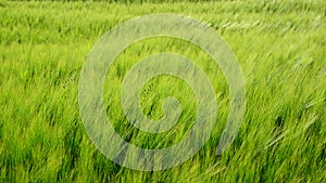 Young green rye during a gust of wind