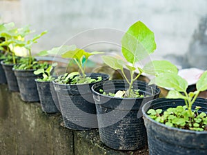 Young green sapling eggplant tree grow up from soil in black pot. Agriculture and environment concept