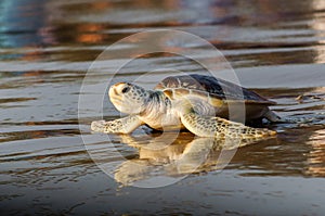 Young green sea turtle on the beach