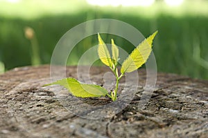 Young green seedling growing out of tree stump outdoors, closeup. New life concept