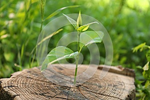 Young green seedling growing out of tree stump outdoors, closeup. New life concept