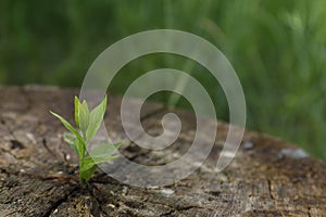 Young green seedling growing out of tree stump outdoors, closeup. New life concept