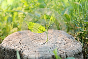 Young green seedling growing out of tree stump outdoors on sunny day, closeup. New life concept