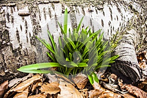 Young green seedling of plant germinate from the black soil