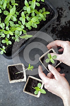 Young green seedlings