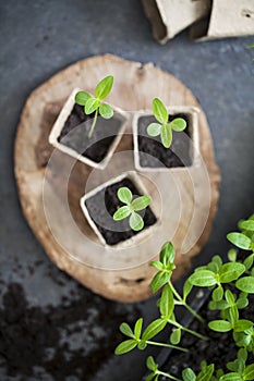 Young green seedlings