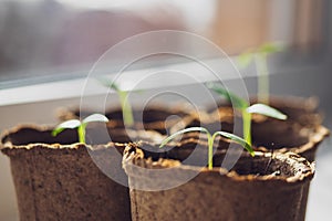 Young green seedlings close -up. Seedlings in eco-friendly decomposable pots with copy space. Shoots basking in the rays of the photo