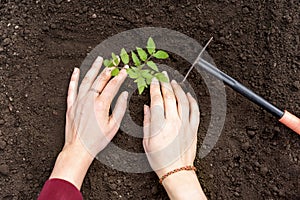 Young green seedlings of tomato in pots on earth background .woman transplanting seedlings, pricking out, top view