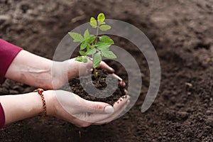 Young green seedlings of tomato in pots on a wooden background , woman transplanting seedlings, pricking out photo