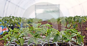 Young green seedlings of vegetable plants in greenhouse, organic farming and agriculture 4k video