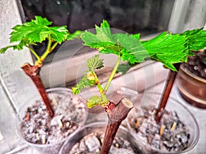 Young Green Seedlings of vine Thriving in Jars During Early Spring. Seedlings of Grape with vibrant leaves, sprout for