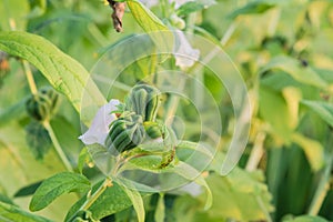 Young green sesame fruit pod and flowers growing on tree at farm