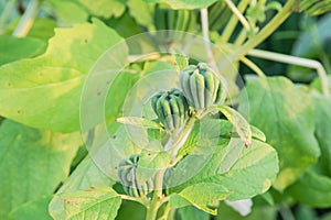 Young green sesame fruit pod on tree at local farm in Vietnam