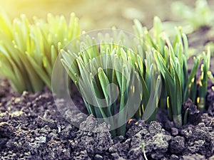 Young green shoots in the backlit sunlight