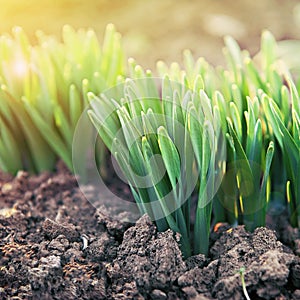 Young green shoots in the backlit sunlight