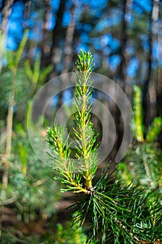 Young green shoots of commom pine tree in forest