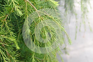 Young green shoots of coniferous tree. Needles of larch