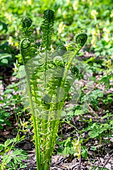 Young green shoots of ferns. Forest glade. Plants in nature, Spring season, New life, Blurred