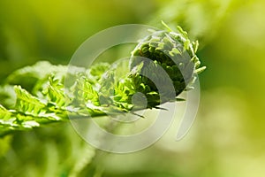 Young green shoots of ferns Polypodiophyta. Spring season